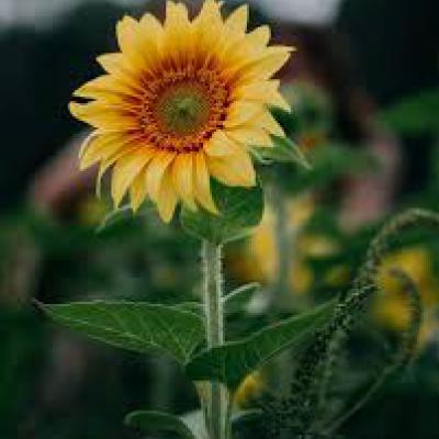 Girasoles